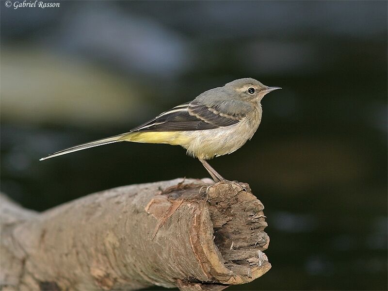 Grey Wagtail