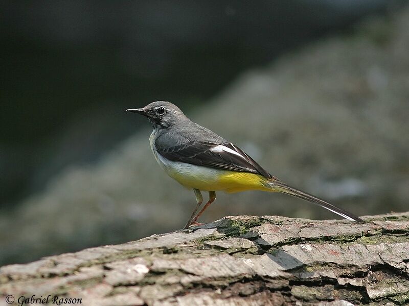 Grey Wagtail