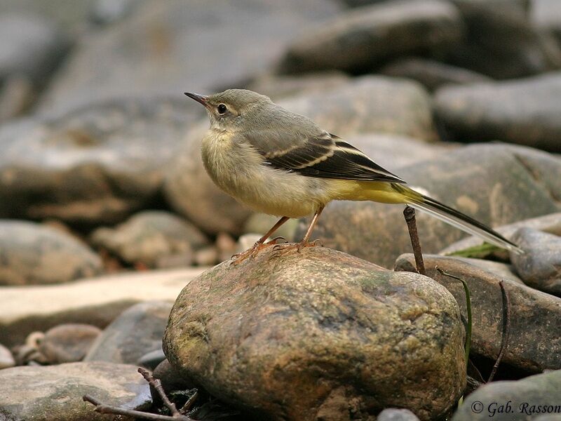 Grey Wagtail