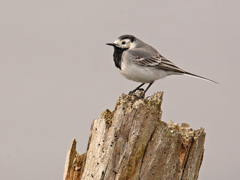 White Wagtail