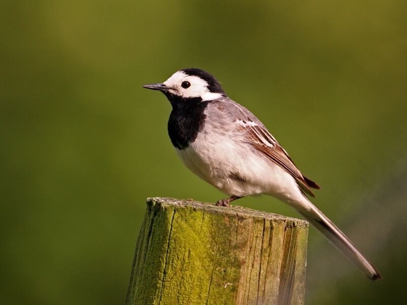 White Wagtail