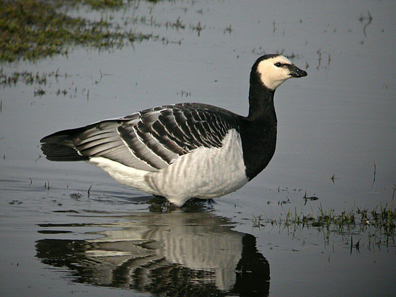 Barnacle Goose