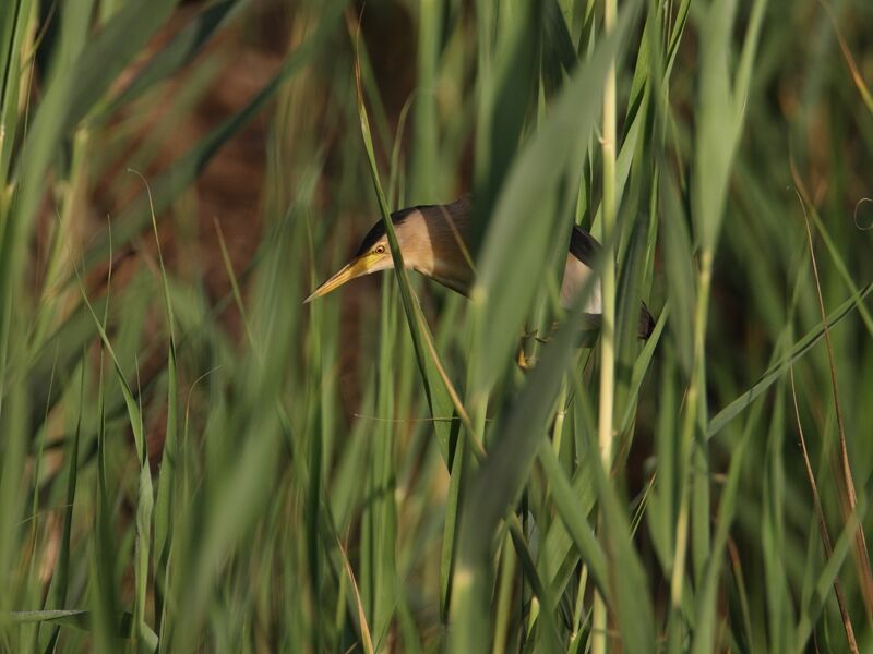 Little Bittern