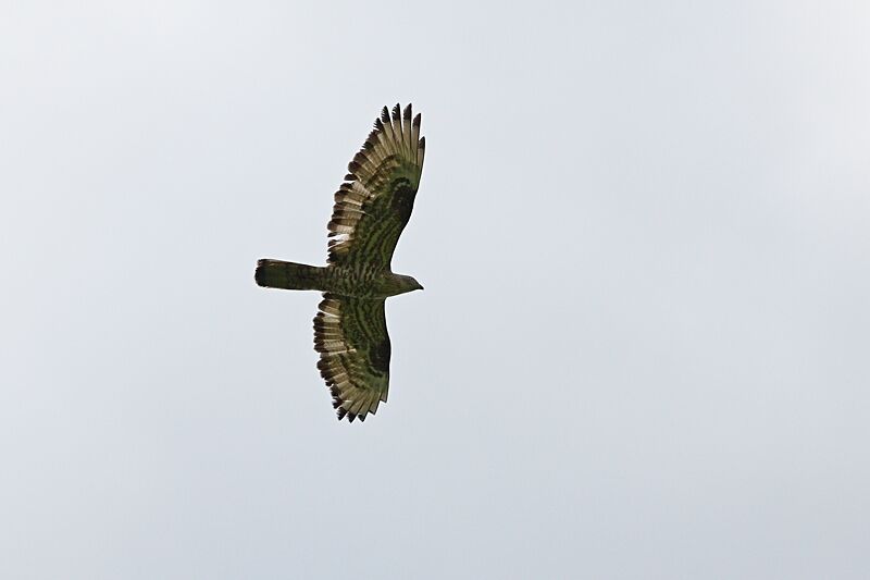 European Honey Buzzard