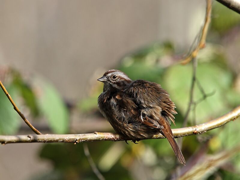 Song Sparrow