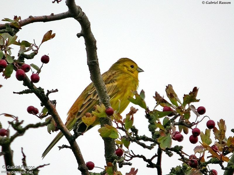 Bruant jaune