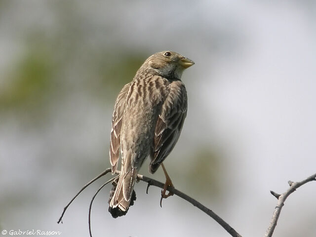 Corn Bunting