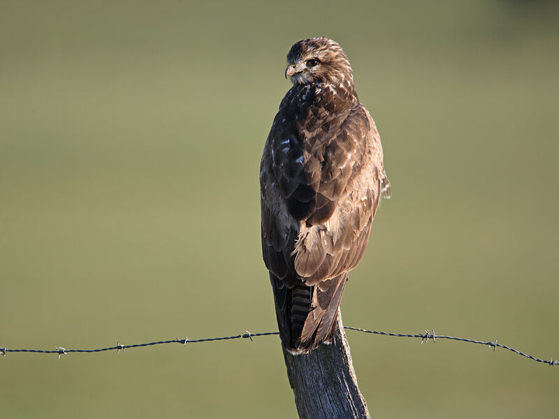 Buse variable