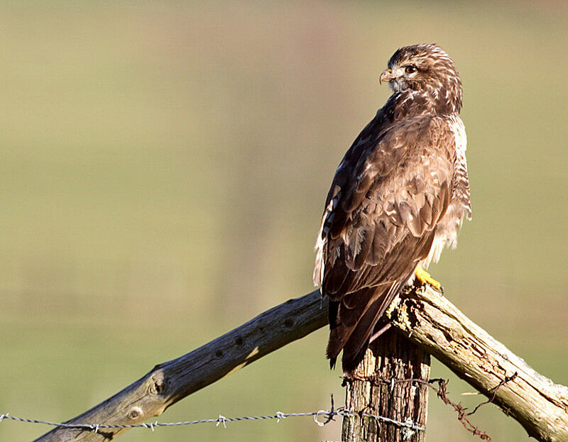 Common Buzzard