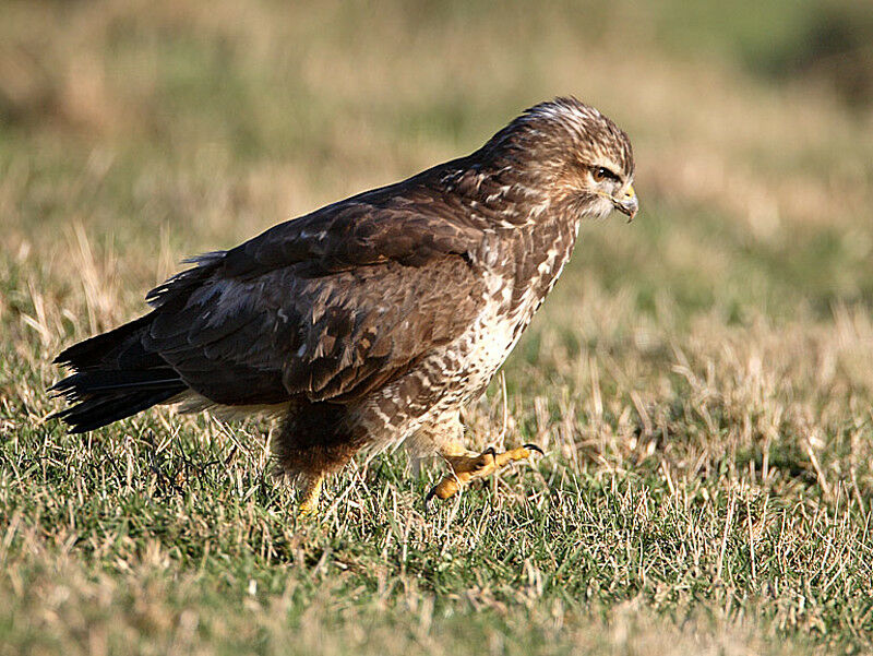 Common Buzzard