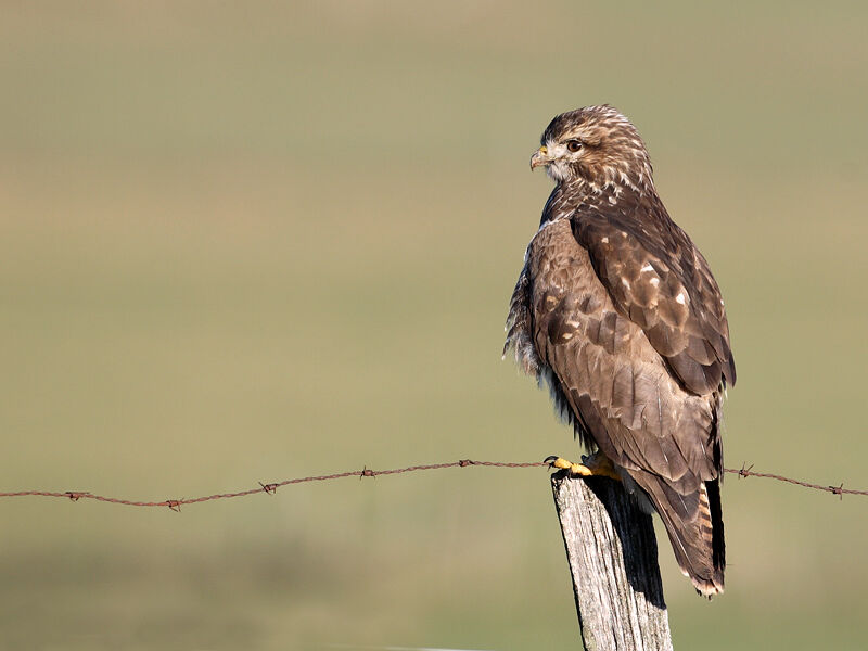 Common Buzzard