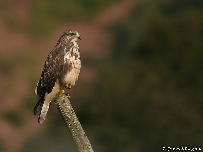 Buse variable