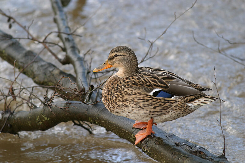 Mallard