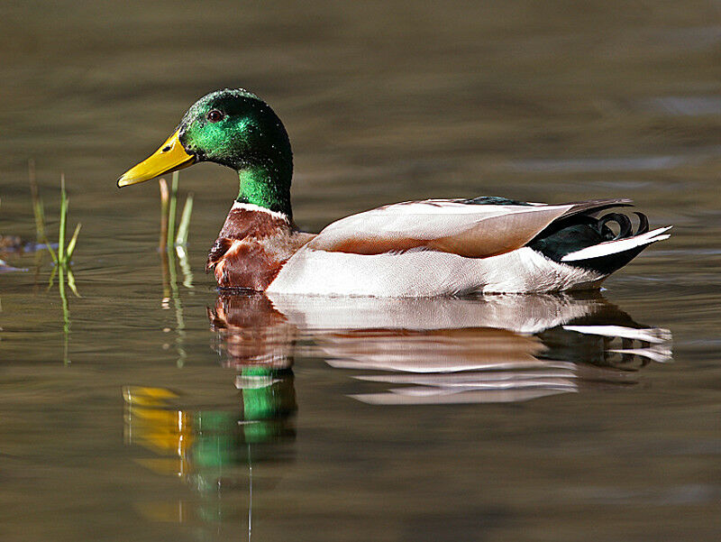 Mallard