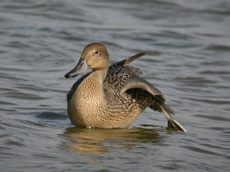 Canard pilet