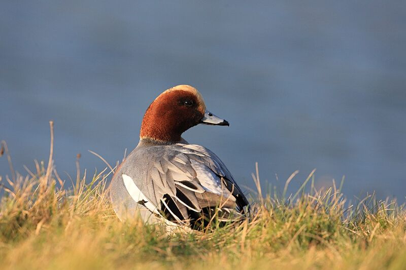 Eurasian Wigeon