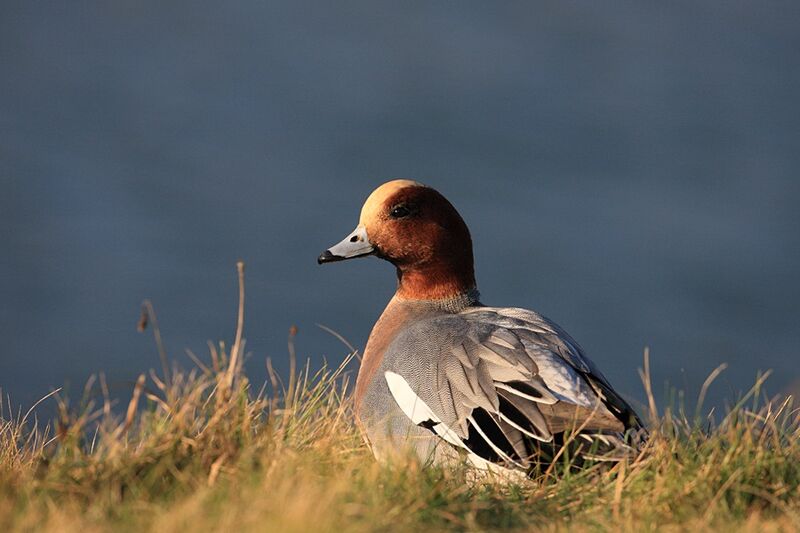 Canard siffleur