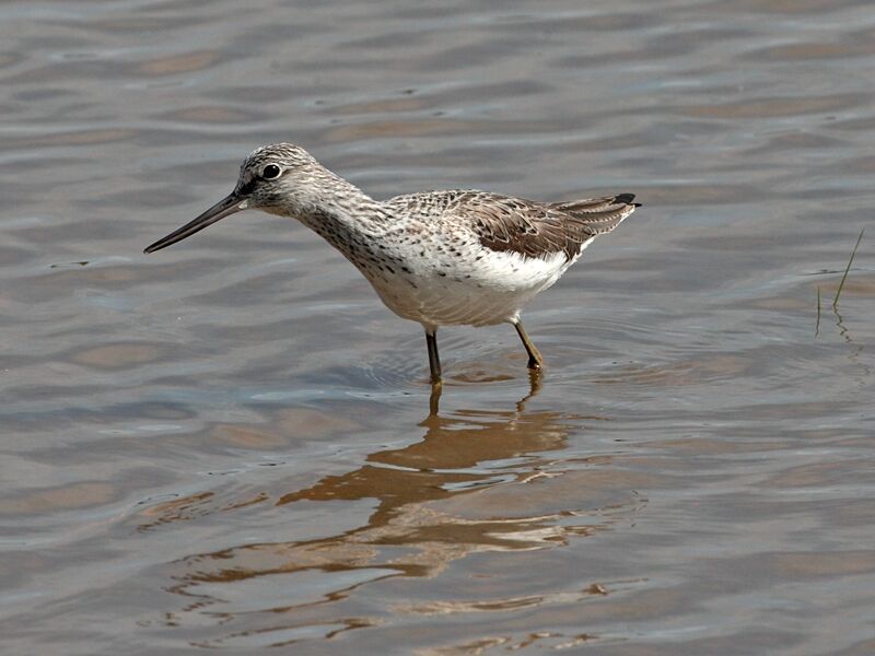 Common Greenshank