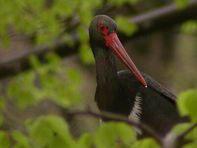 Cigogne noire