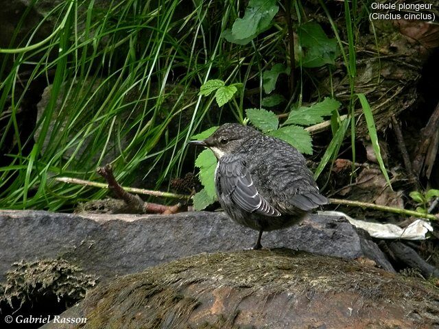 White-throated Dipper