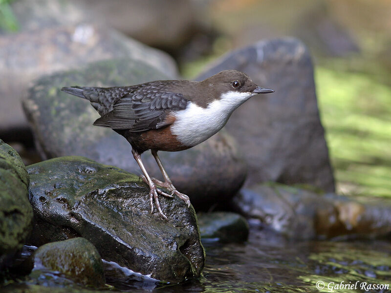 White-throated Dipper