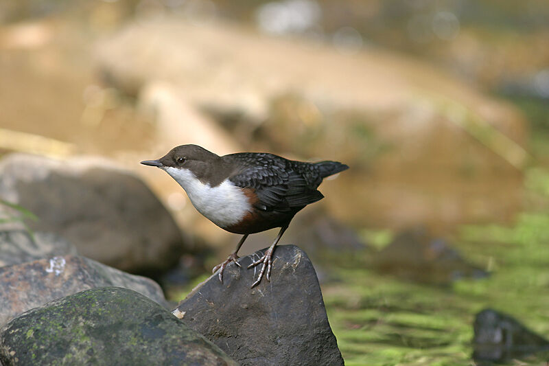 White-throated Dipper