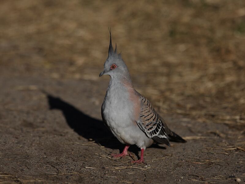 Crested Pigeon