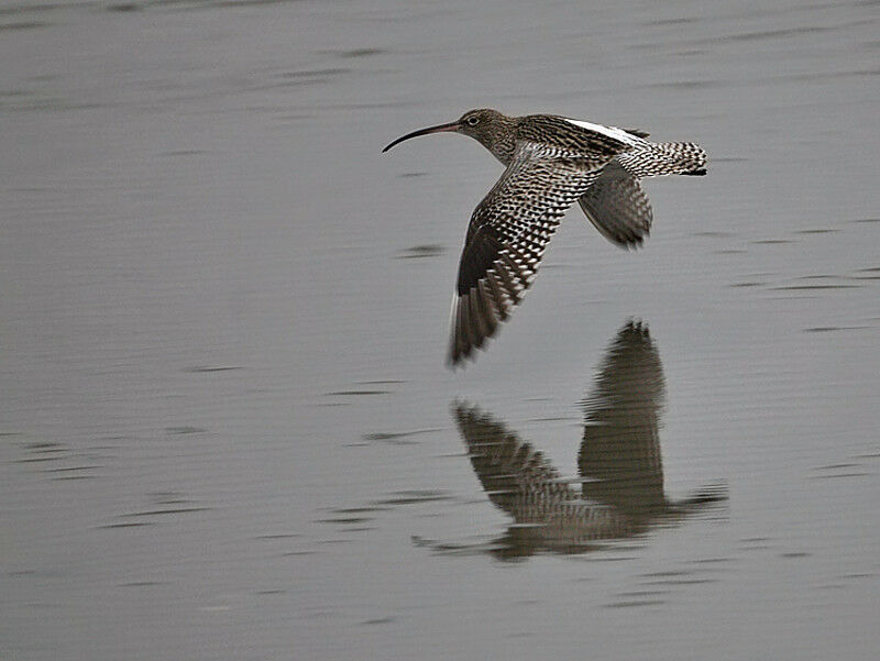 Eurasian Curlew