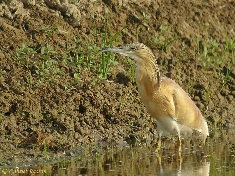 Squacco Heron