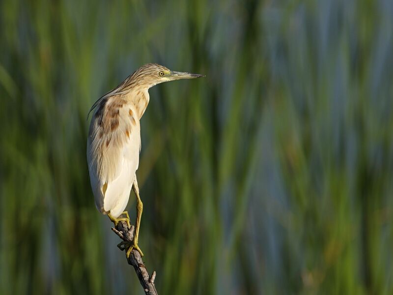 Squacco Heron