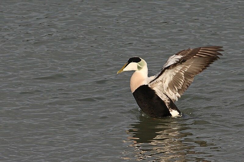 Eider à duvet