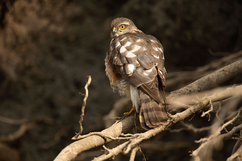 Eurasian Sparrowhawk