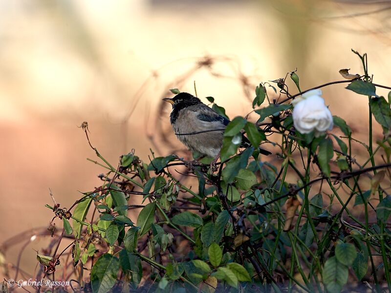 Rosy Starling