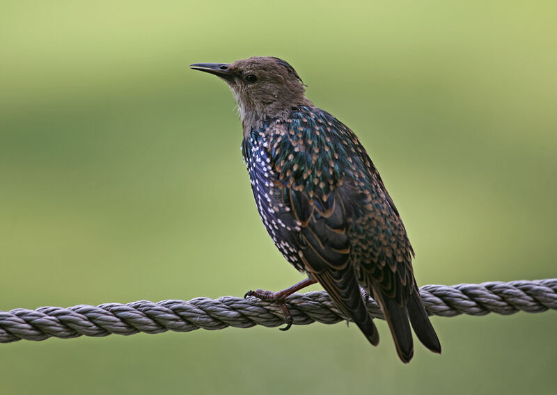 Common Starling