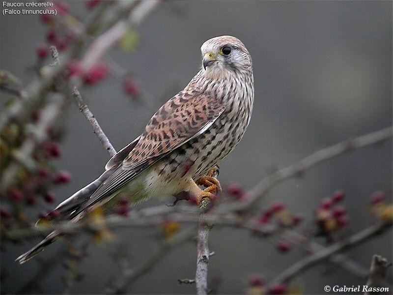 Common Kestrel