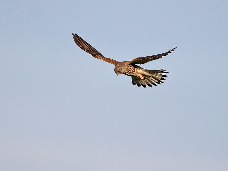 Common Kestrel