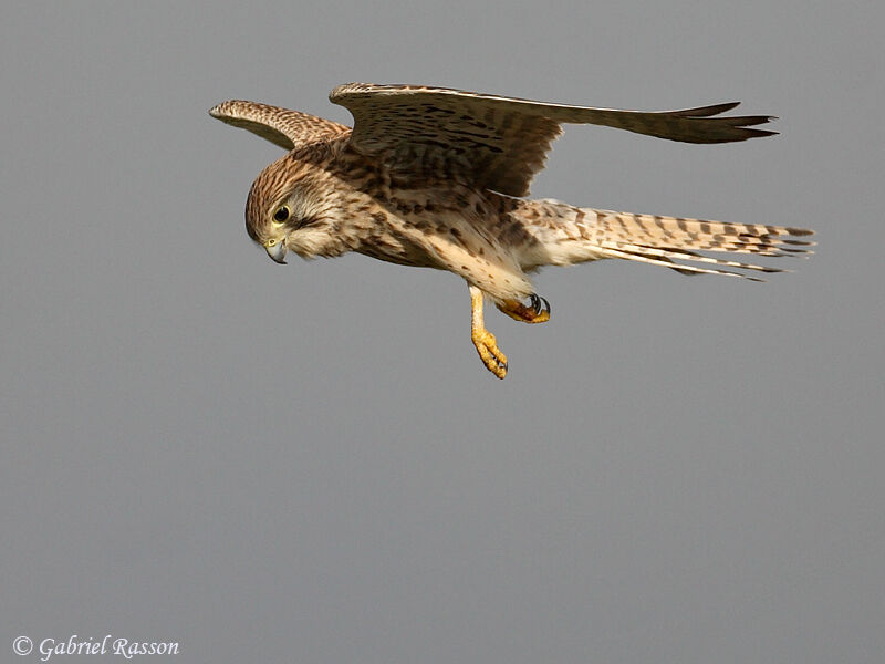 Common Kestrel