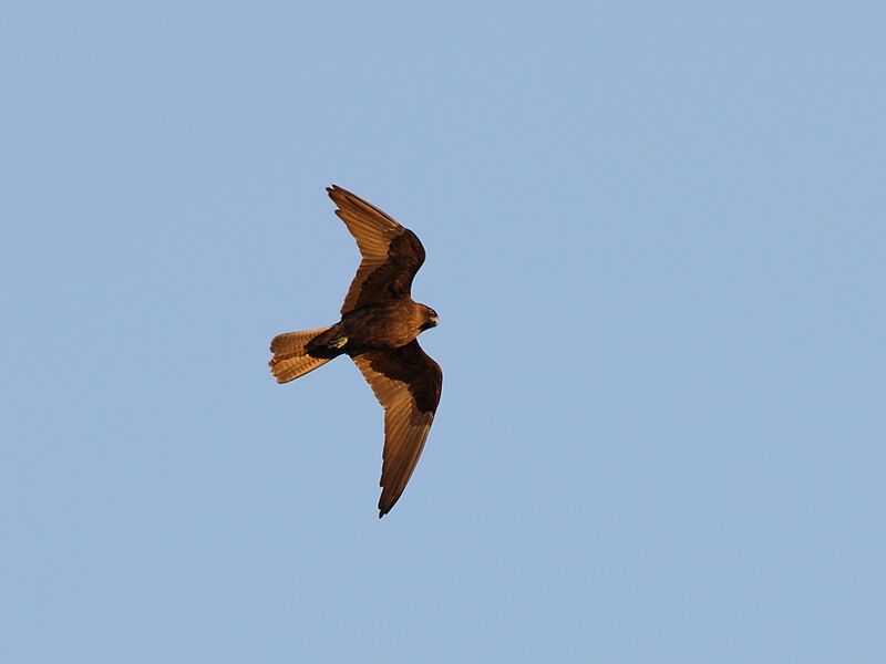 Eleonora's Falcon, identification