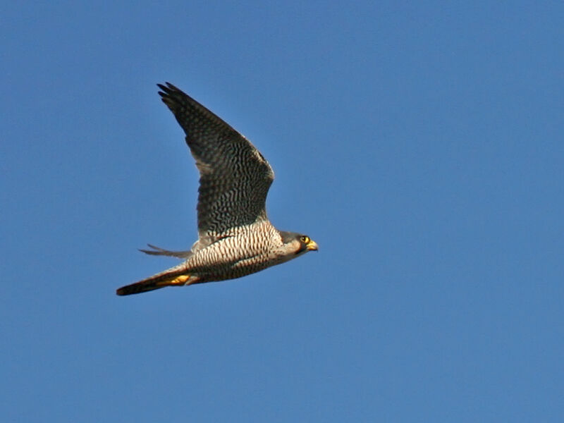 Peregrine Falcon