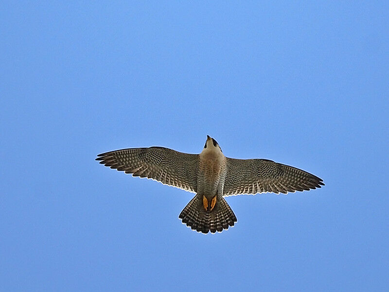 Peregrine Falcon