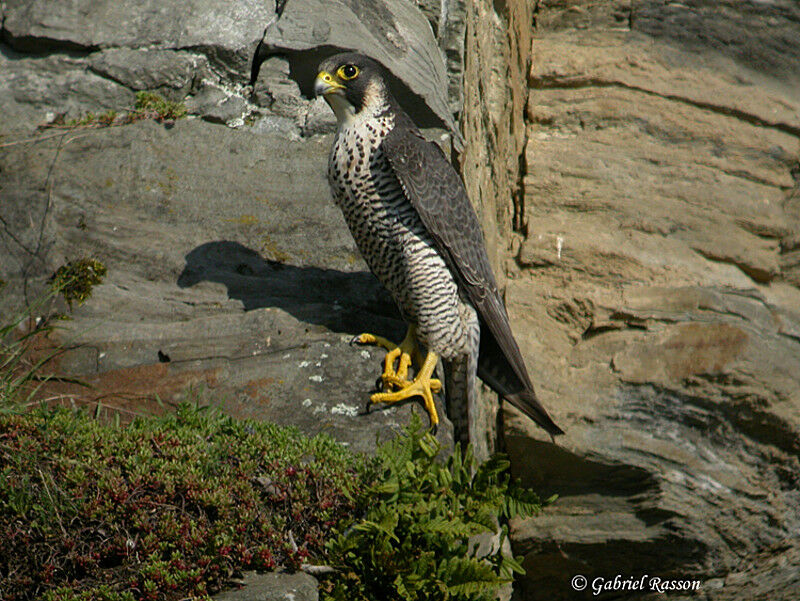 Peregrine Falcon