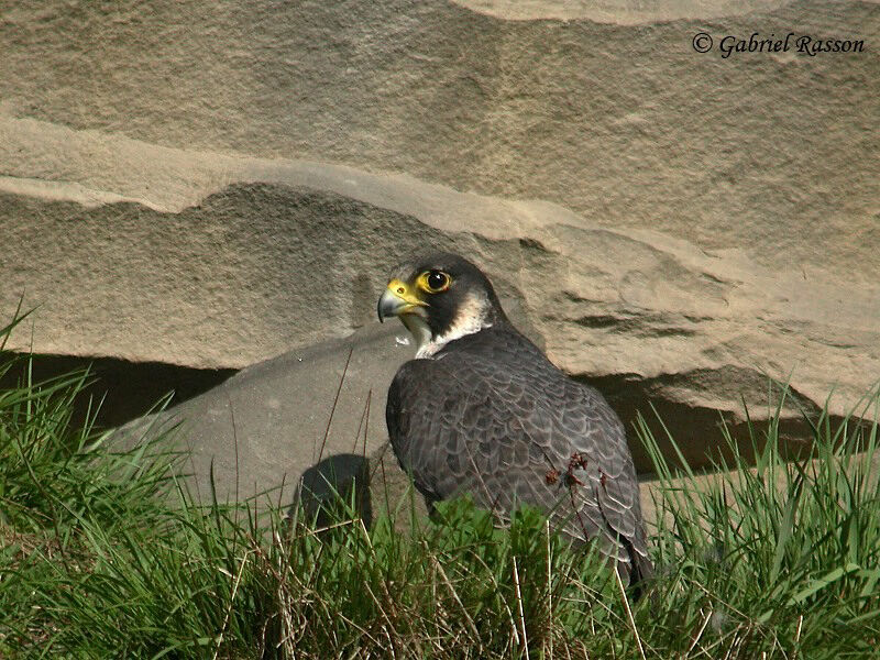 Peregrine Falcon