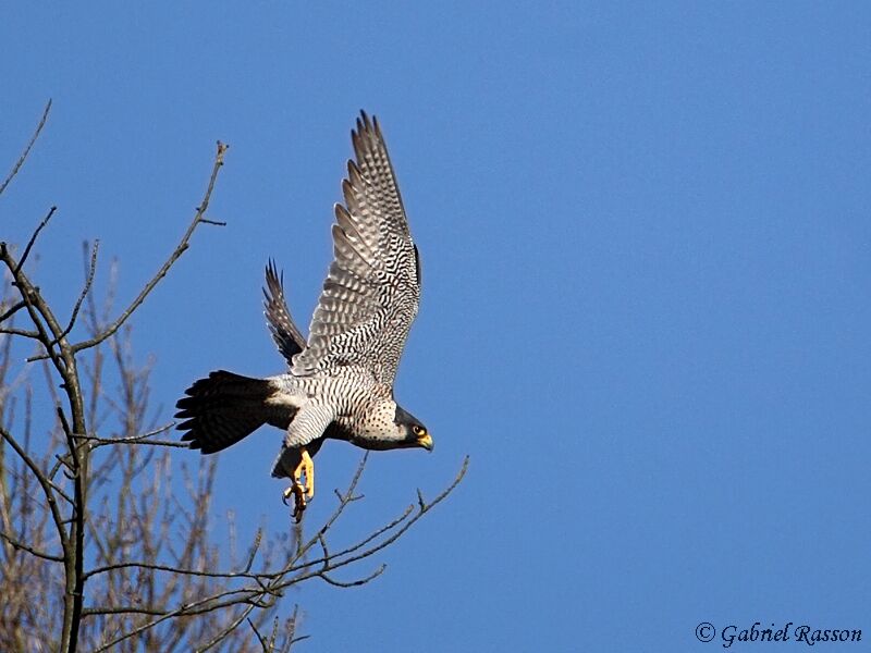 Peregrine Falcon