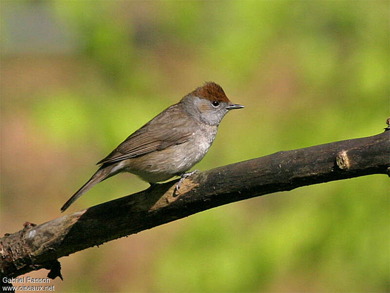 Eurasian Blackcap female, identification