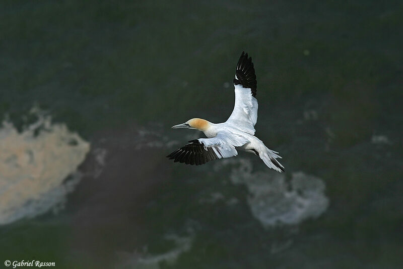 Northern Gannet