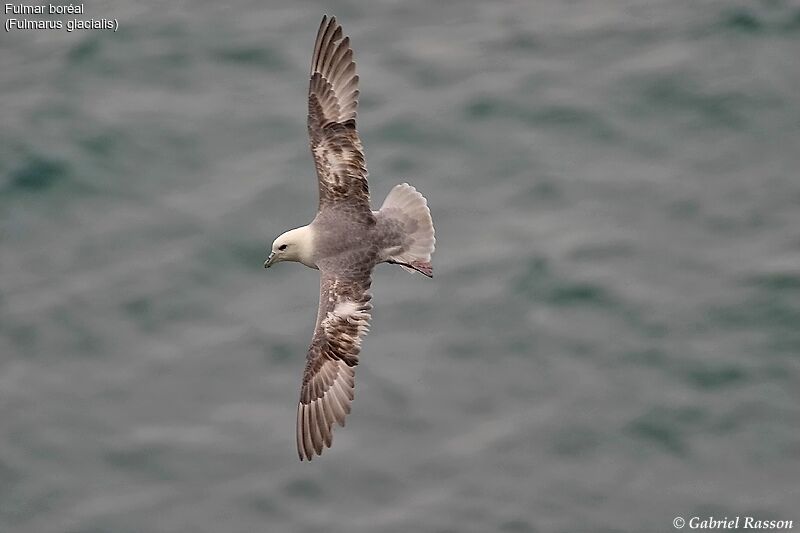 Northern Fulmar