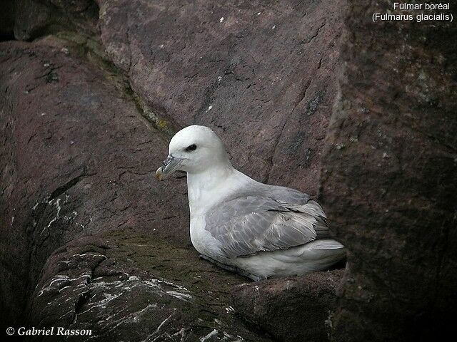 Northern Fulmar