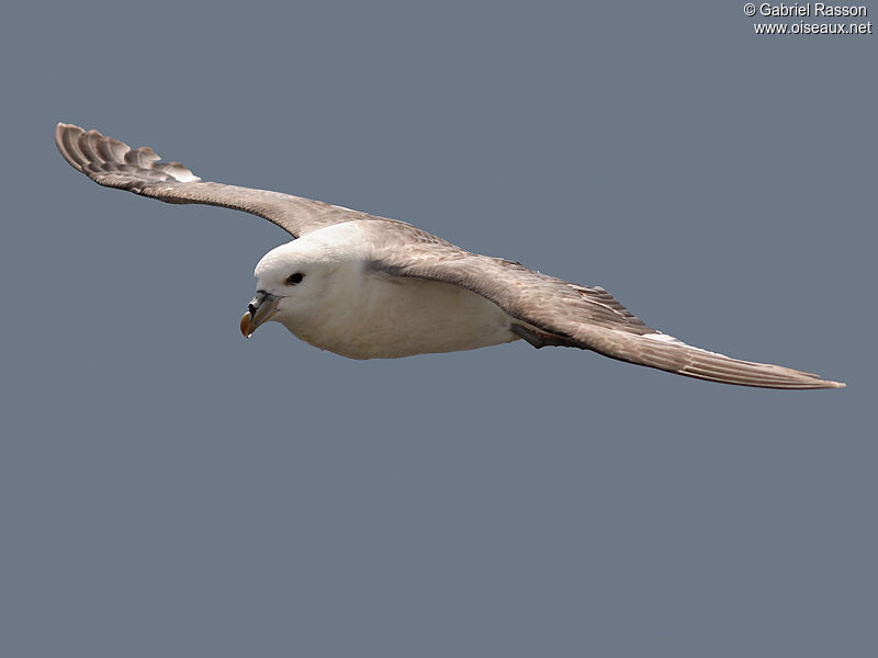 Northern Fulmar