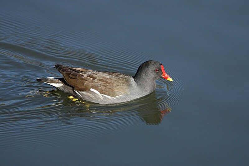 Common Moorhen