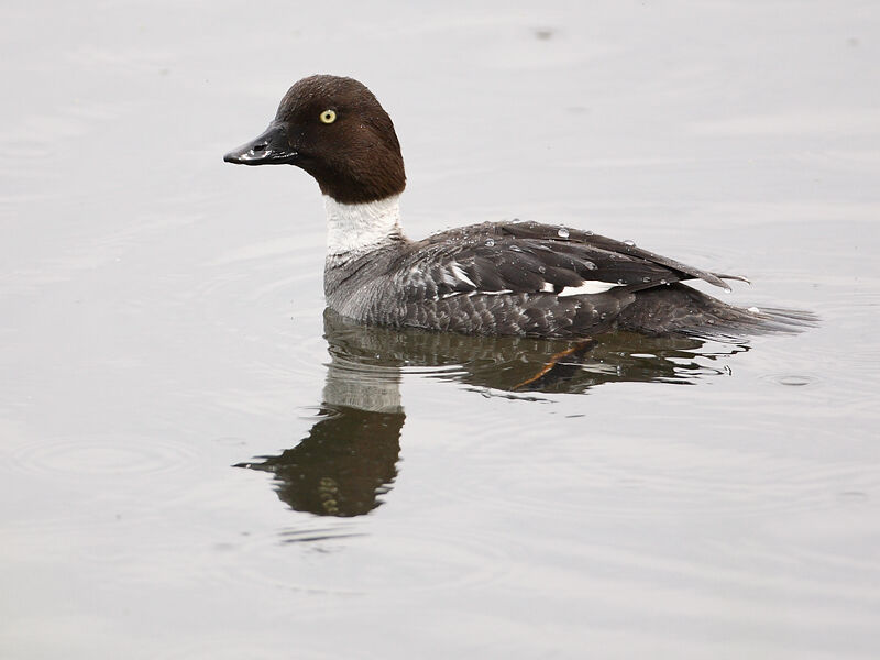 Common Goldeneye